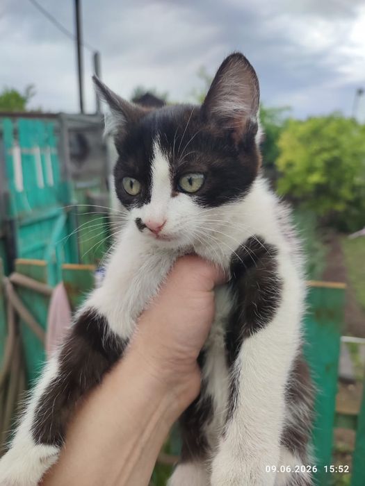 Отдам в хорошие и добрые руки