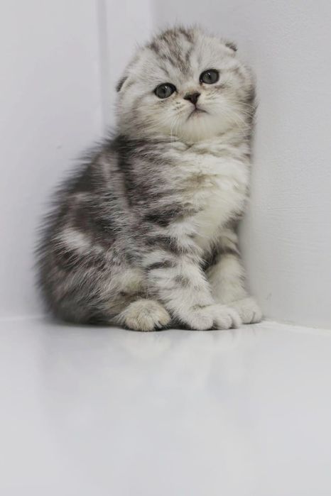 ОчаРоваШки КотикИ _ ШотлАндСкиЕ