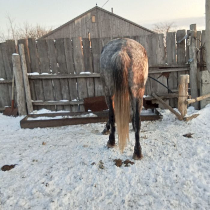 Продам кобыла 7 лет