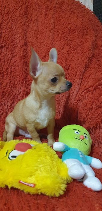 Щенок чихуахуа мальчик