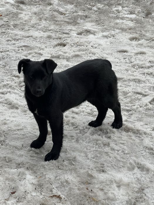 Срочно пристраивается щенок