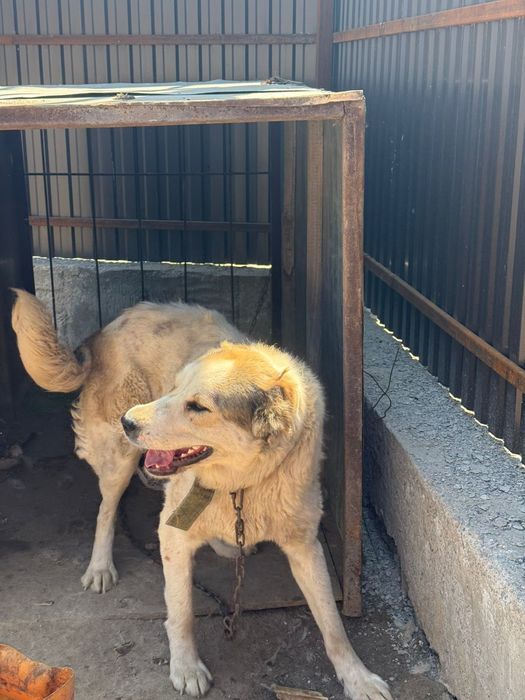 Продам Алабай девочка