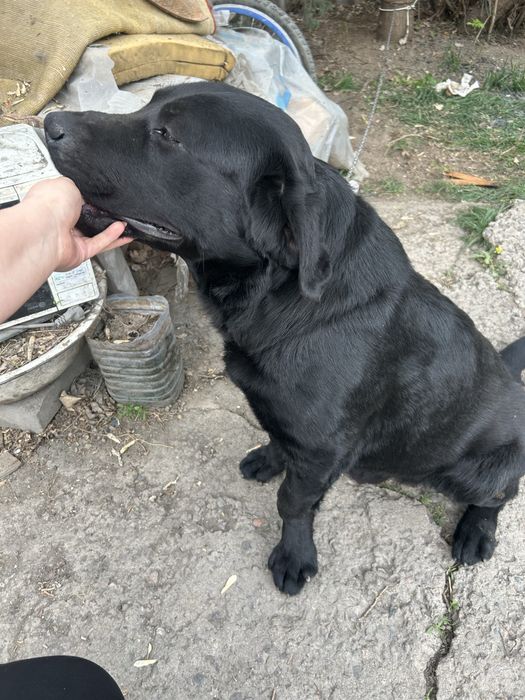 Молодой лабрадор