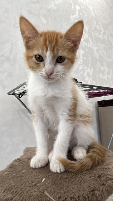 рыжие котята девочки и один мальчик