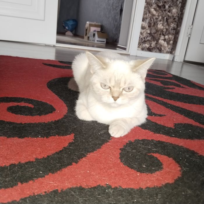 Шотланкая Скоттиш-страйт.