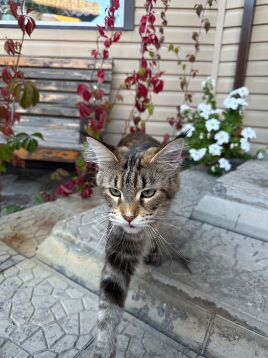 Продаются котята