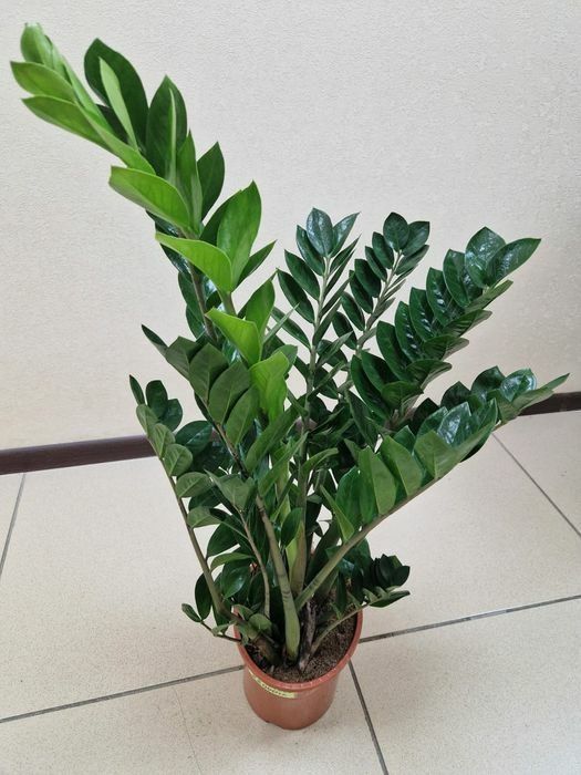 Продам комнатные цветы