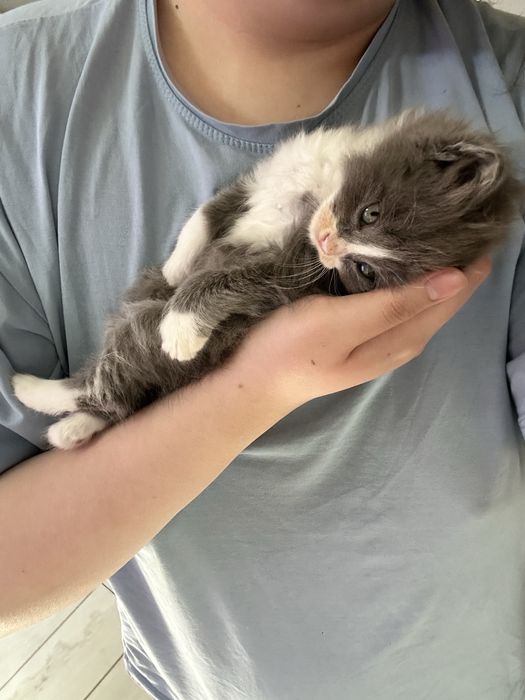 Отдам котенка в хорошие руки