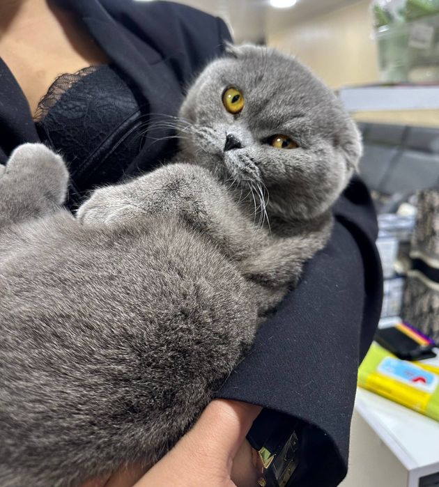 Mushuk sotiladi toza qonli