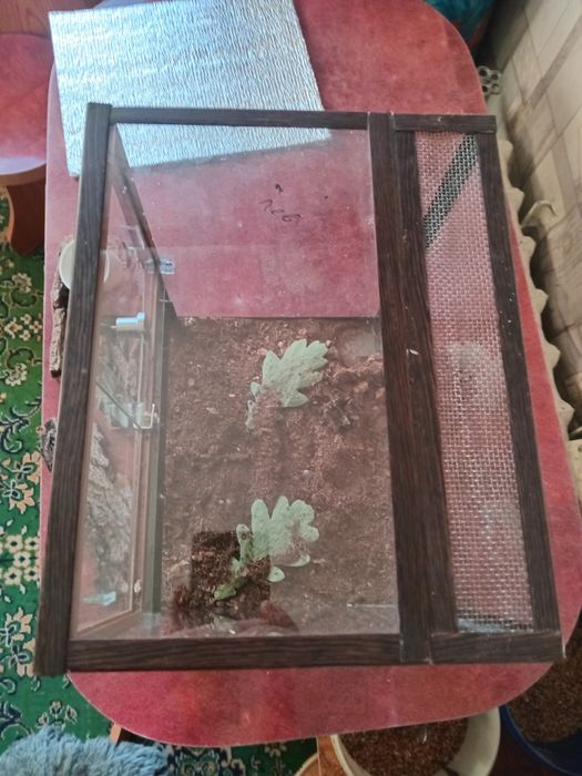 Террариум стеклянный.