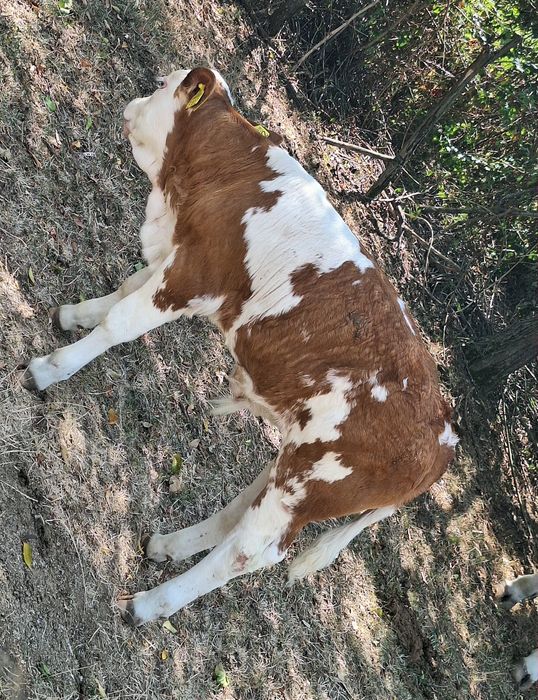 Vand vaca cu vițel.