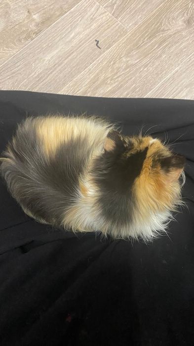 Отдам в добрые руки котёнка