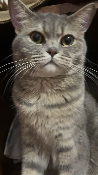 Британский кошка