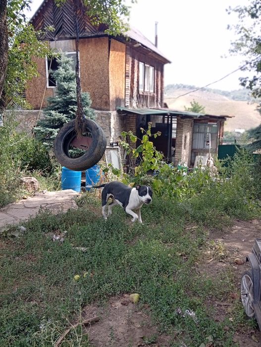 Отдам за символическую сумму, пит буль