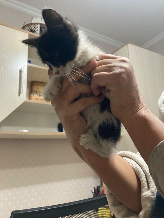 Отдам котенка в добрые руки