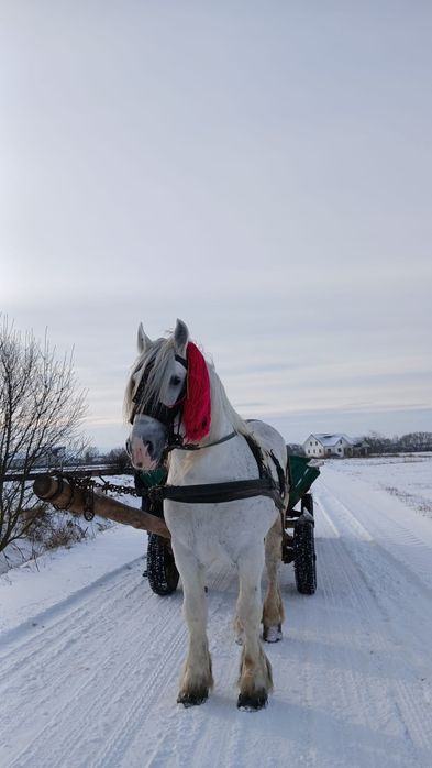 Cal de vânzare Volovăț