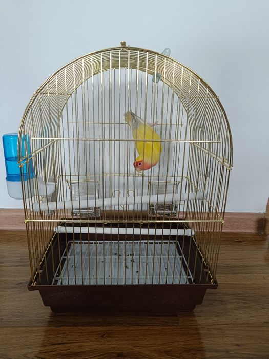 Продаю попугай,девочка