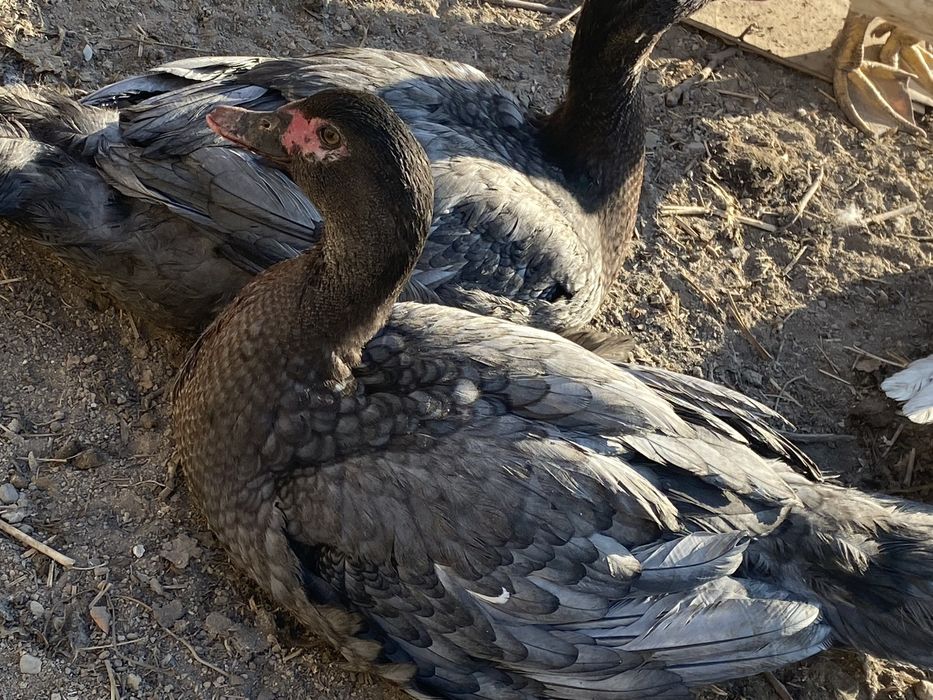 Лавандовые селезень шипуны