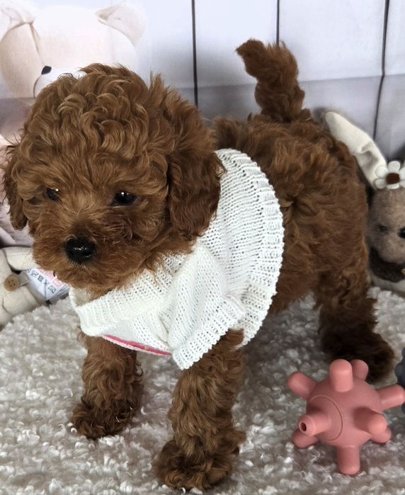 Пудел той /Poodle toy с генетични тестове на родителите / родословие