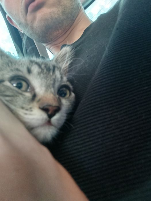 Отдам котенка в хорошие руки