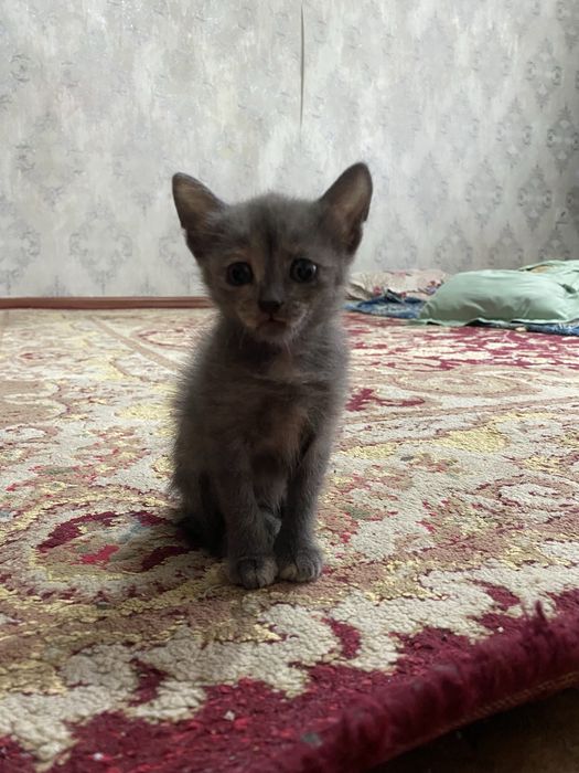 Котенок в добрые руки.