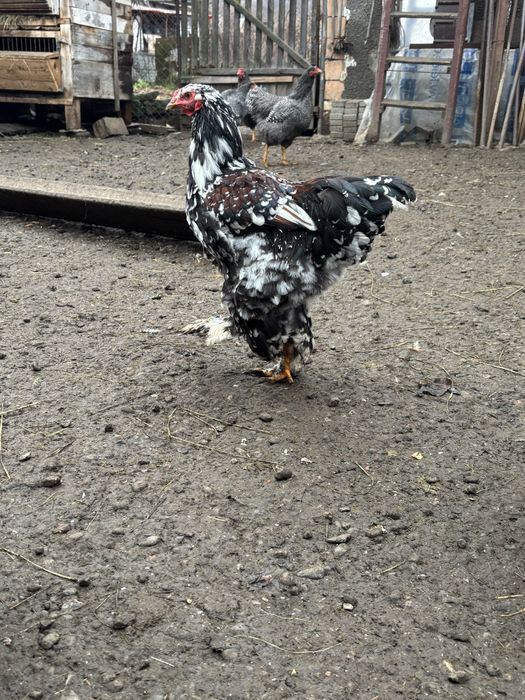 Cocosi brahma de vanzare