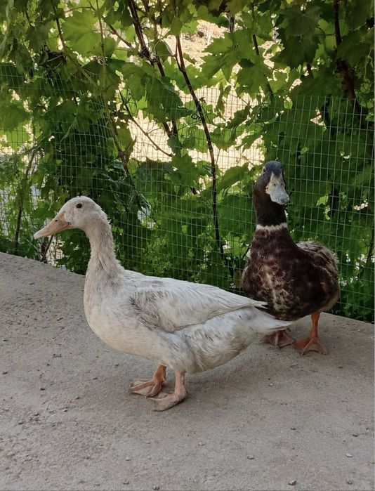 Srochna 2 ta oʻrdak sotiladi. Tuxum qoyadi kurk boladi 2 yil boldi