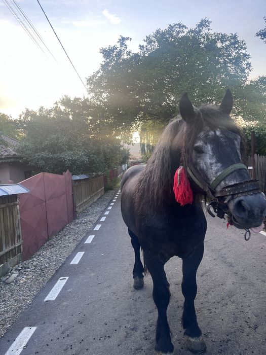 vand manz de 3 anii!!! sur invațat la ulube! (0758) 150 440