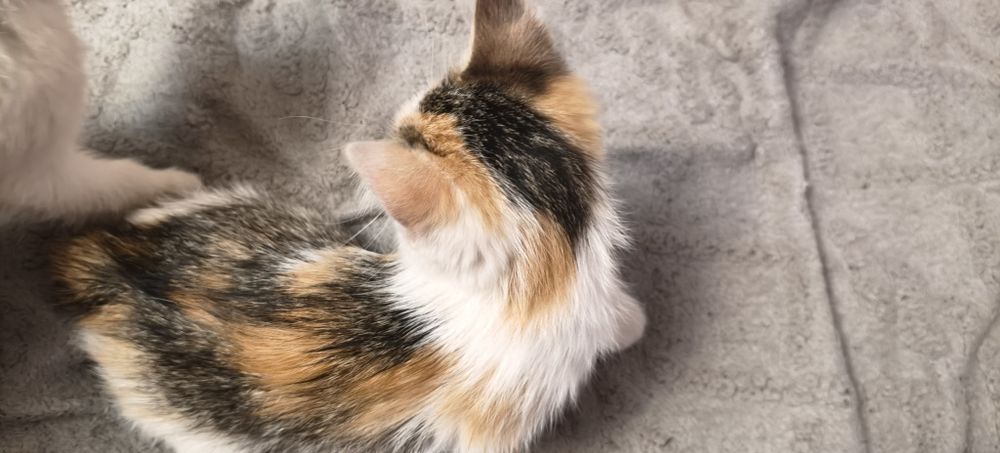 Отдам котят в хорошие руки