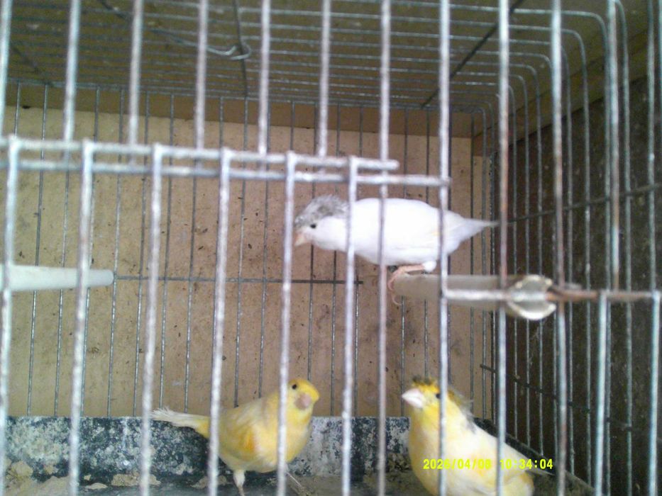 Канарчета Орфей