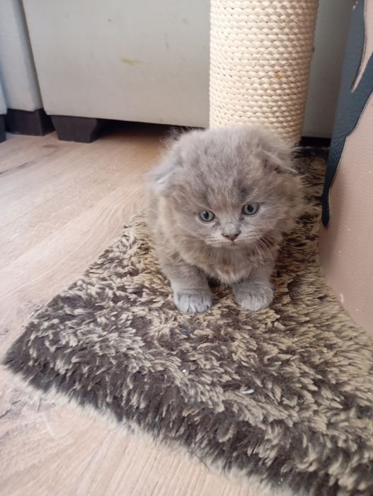 Продаются котята