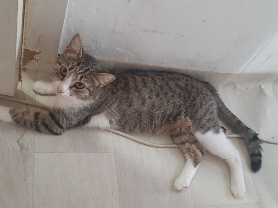 Кошки в добрые руки