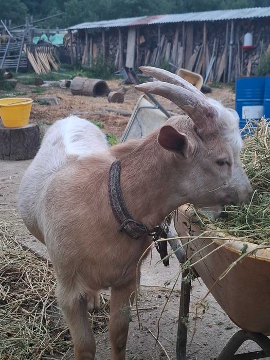 Țap de vânzare, 5 luni