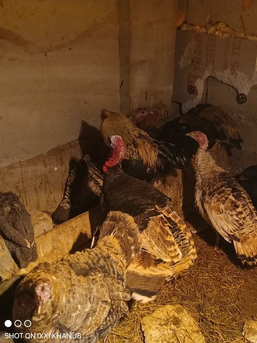 Индюк сатылады семіз