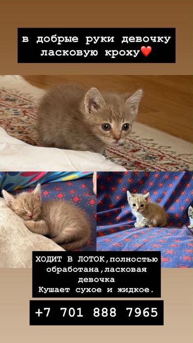 Котята в добрые руки