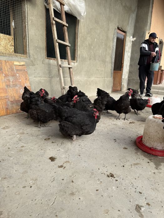 Brama tovuq tuxumlari