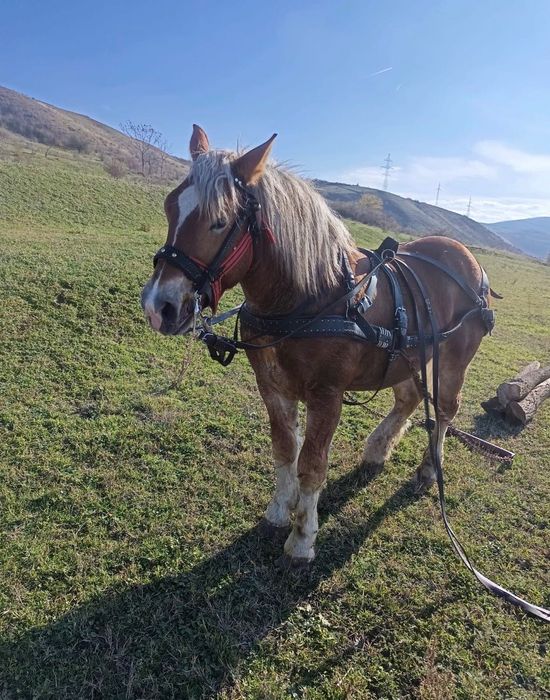 Vand cai sanatosi, bine ingrijiti, potriviti pentru munca sau agrement. Blanzi si usor de manevrat .Pret negociabil Detalii la telefon.