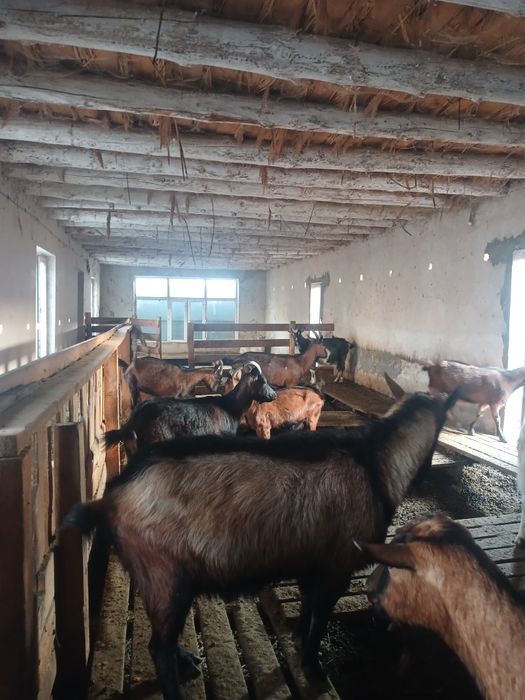 Альпі француз теке сатылады.