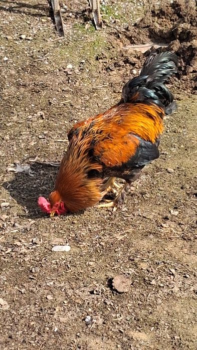 Xõroz Sotiladi Damshni Kilosi 3500