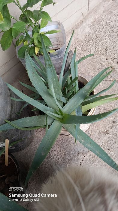 Цветы алоэ саженцы