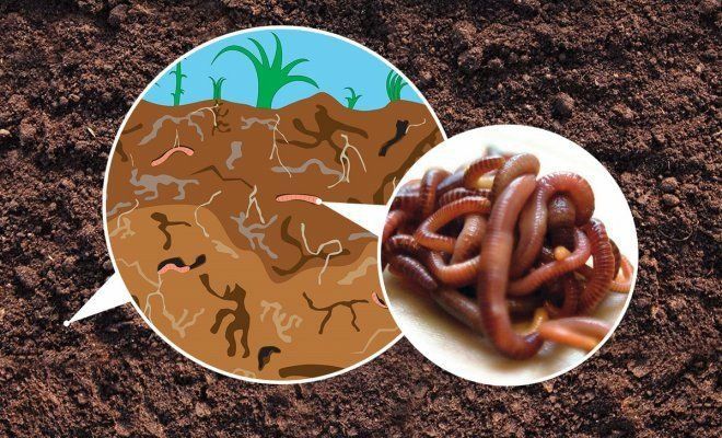 Биогомус табий угит