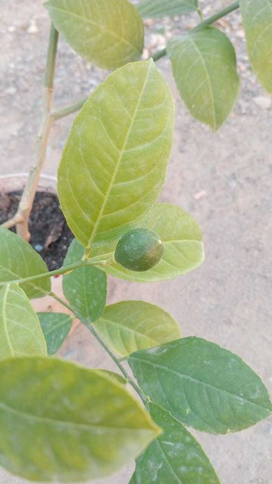 Продам лимонное дерево