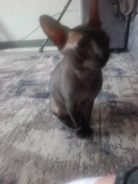 Сфинкс. Отдам в хорошие руки.