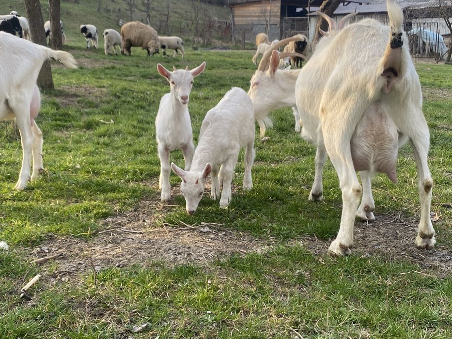 Iezi sannen iede si tap