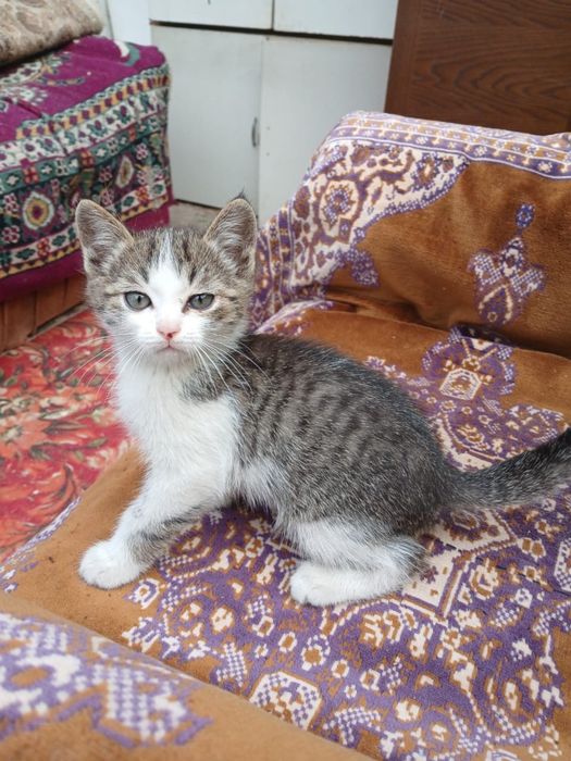 Котенок мальчик помесь с мейнкуном