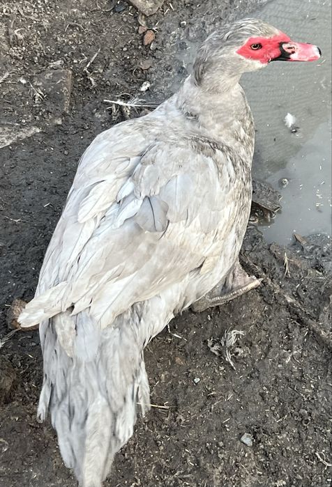 Селезни  лаванда