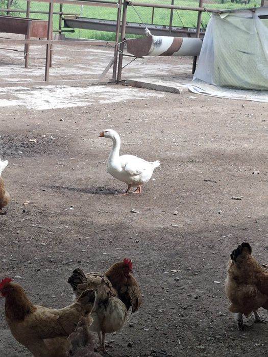 Гуси продам 15000 тг