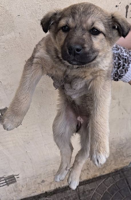 Отдам в добрые руки