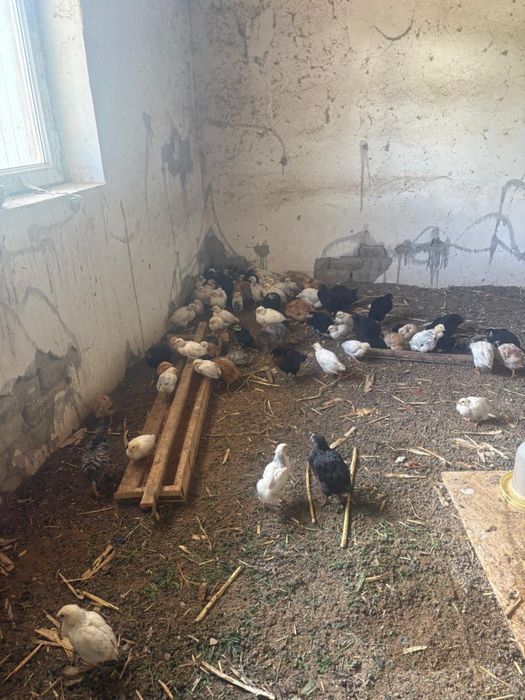 Продается цыплята