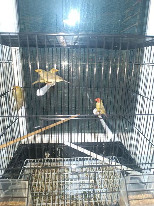 Астрильды Амадаина